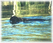 Farley swimming in Catoctin Creek at the back of our property.