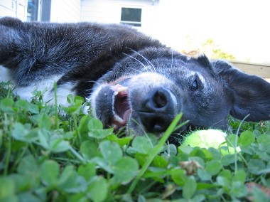 Farley lying in the grass.