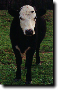 Dave's cow Pinhead.