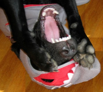 Pixie in her favorite "Jaws" mode.