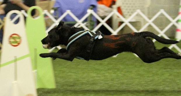 Flyball Pixie.