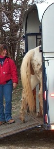 Human loading horse into trailer.
