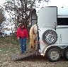 Teaching a horse to self-load into a two horse trailer.