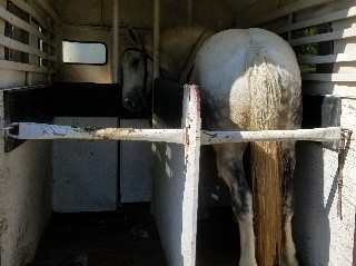 Horse standing patiently in the trailer.