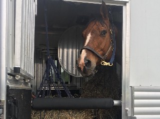 Horse looking out of the trailer.