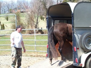 Horse self-loading.