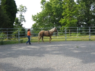 Ground driving a horse in one of the two 60' round pens available.