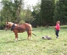 Ground driving Tiny, a Suffolk Punch stallion.