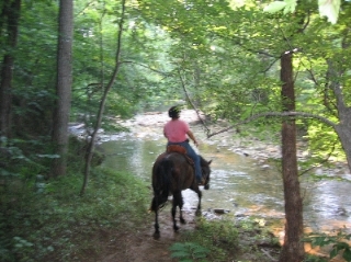 Horse and rider approaching a stream crossing